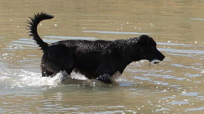 Balıkçı köpek Çomar