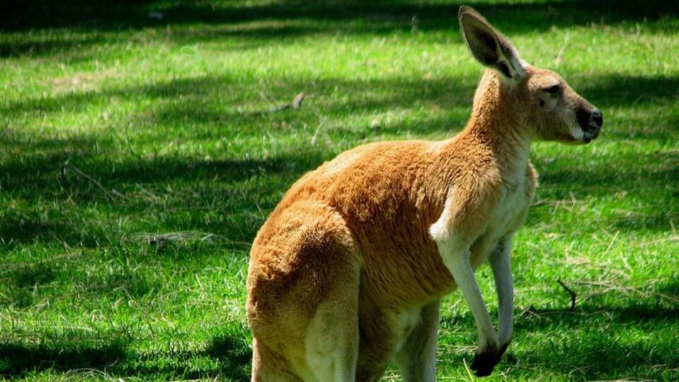 "Bol bol kanguru yiyin"