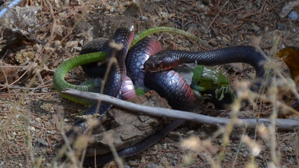 Kara yılan, avını yerken kaydedildi