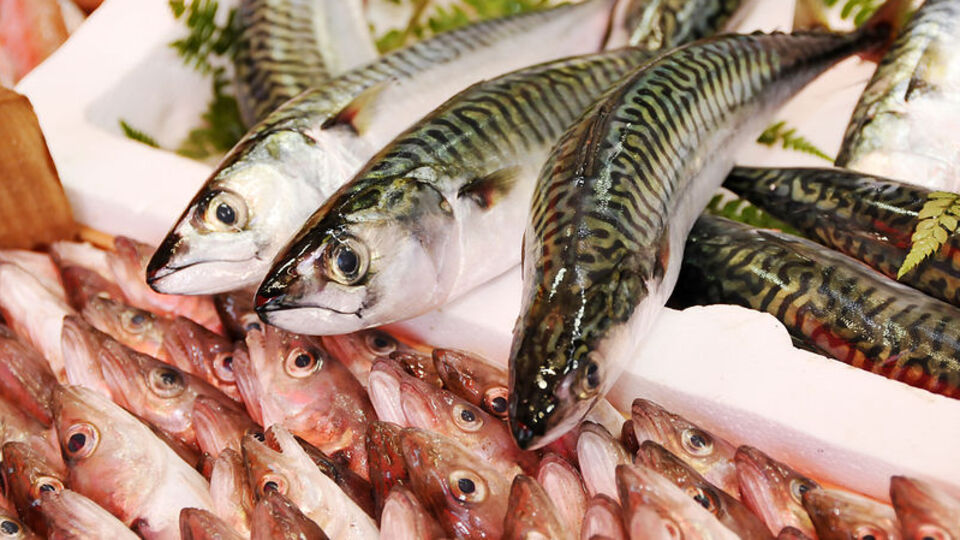 Omega-3 zengini uskumru yaşlanmayı geciktiriyor!