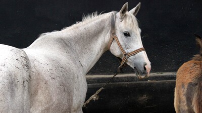 Safkan atların ithalatıyla ilgili önemli gelişme