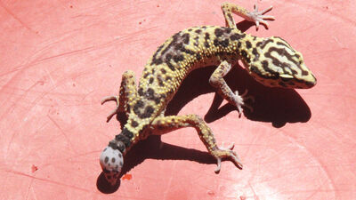 'Urfa keleri' heyecanı