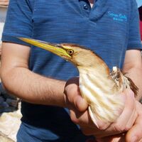 Nesli tükenen balaban kuşunu vurdular