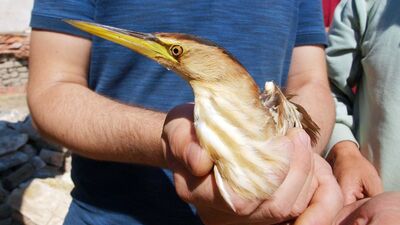 Nesli tükenen balaban kuşunu vurdular