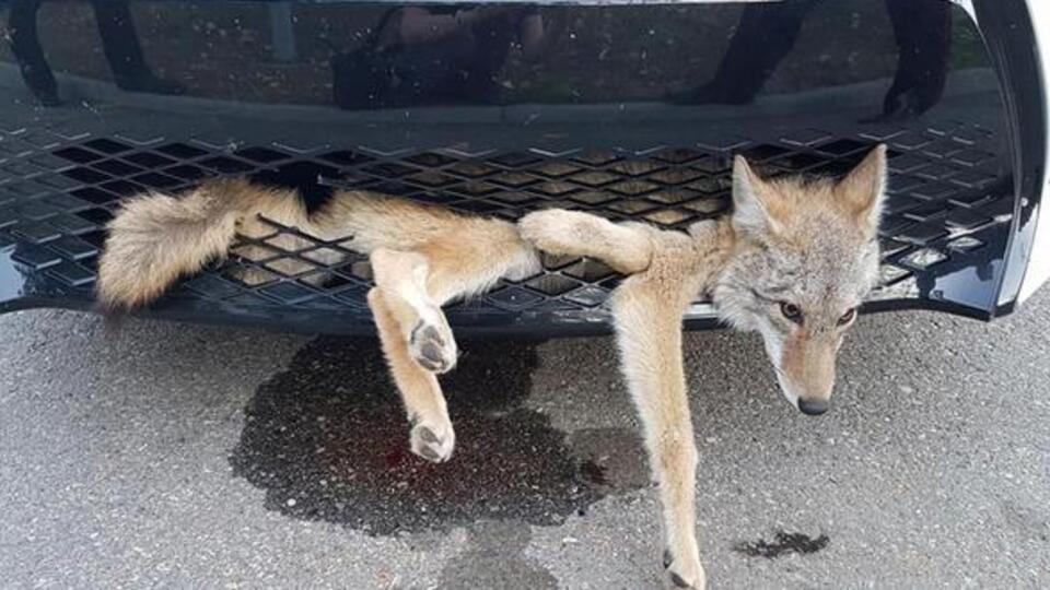 Kimse farketmedi! 35 kilometreyi böyle gitti