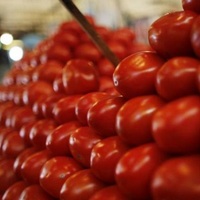 Domates için ilk imzalar atıldı