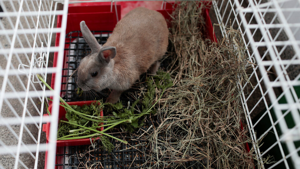 Açlıkla boğuşan ülkede hükümetten ilginç çağrı: Tavşanları yiyin