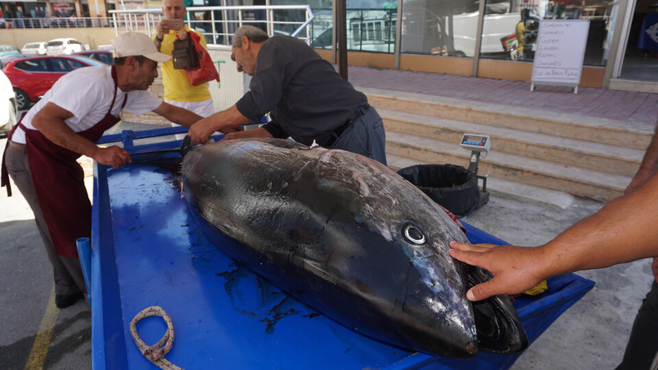 Saros Körfezi'nde dev granyöz balıkçı ağlarına takıldı