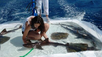 Balıklar özgürlüğüne kavuştu