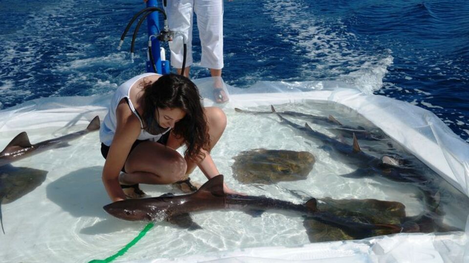 Balıklar özgürlüğüne kavuştu