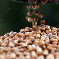 Bakan Fakıbaba: Fındık üreticisinin elindeki tüm fındığı alacağız
