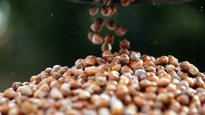 Bakan Fakıbaba: Fındık üreticisinin elindeki tüm fındığı alacağız