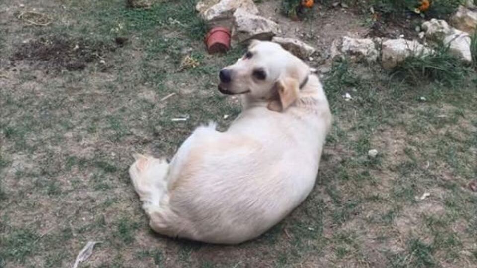 Evin bahçesinden köpek hırsızlığı