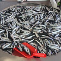 "Sakın erken başlamayın"