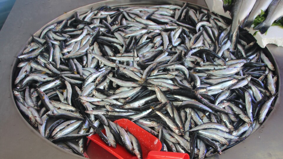 "Sakın erken başlamayın"