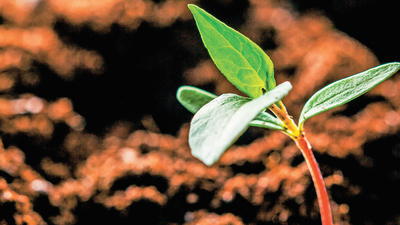 Gıdada denizin sonu
