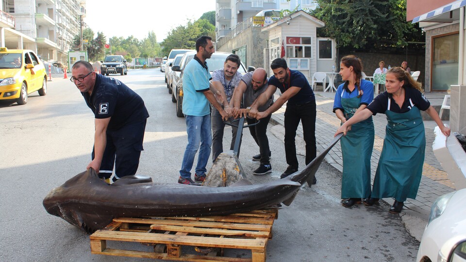 Marmara Denizi'nde yakalandılar! Biri 700 diğeri 500 kilo!