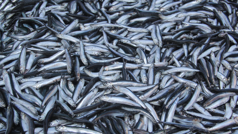 Marmara'da hamsinin fiyatı düştü