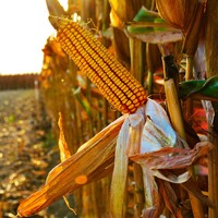 Mısır fiyatına müdahale geldi, işte fiyatı