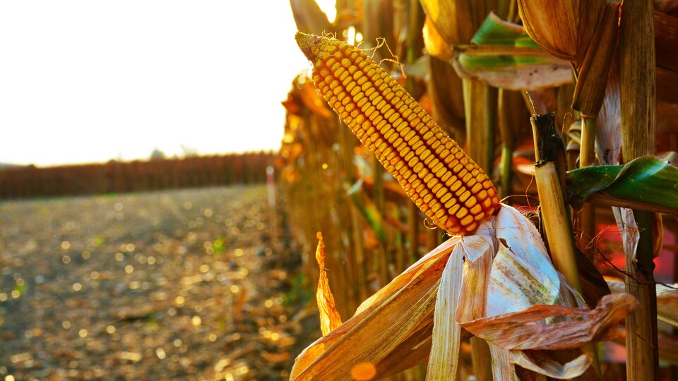 Mısır fiyatına müdahale geldi, işte fiyatı