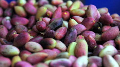 Antep fıstığının kabuğu ilaç sanayisinde kullanılacak!