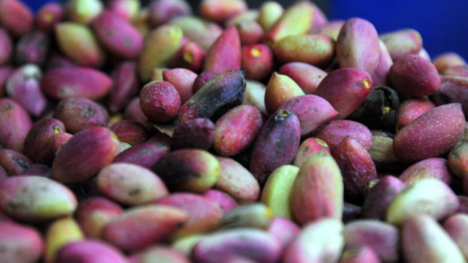 Antep fıstığının kabuğu ilaç sanayisinde kullanılacak!