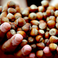 7 milyar liralık fındık kavgası