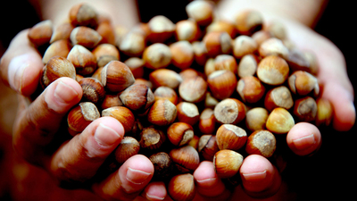 7 milyar liralık fındık kavgası