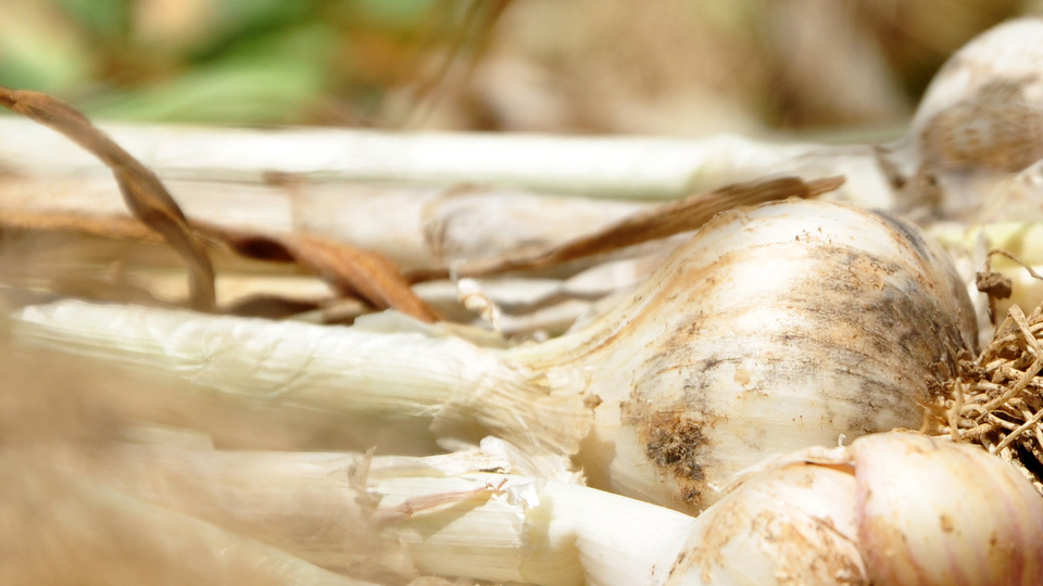 Fiyatı 70 kuruşa kadar düştü! Tek umutları Fakıbaba...