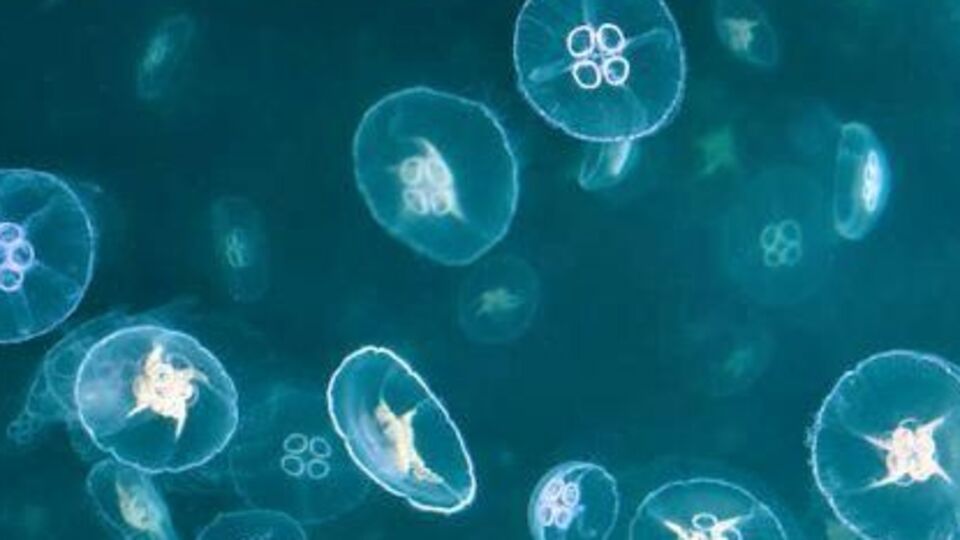 'Yenemiyorsan hepsini ye'