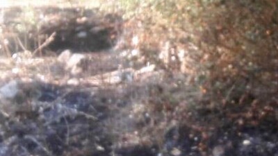 Otları yakmak isterken kendini de yaktı