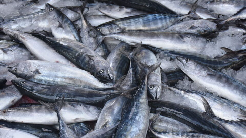 Fiyatlar hızla düşüyor, gözler Lüferde