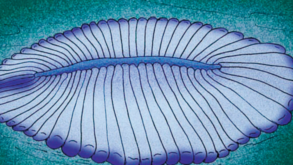 550 milyon yıllık fosilin gizemi çözüldü