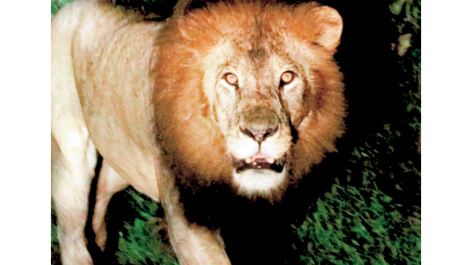 Türk akademisyen Etiyopya aslanını ilk kez görüntüledi