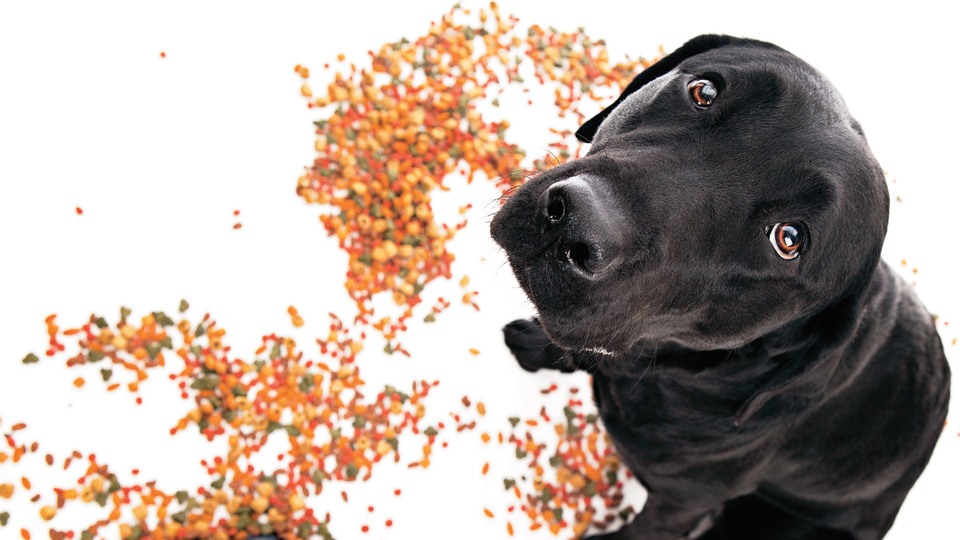 Pet mamaları ne kadar sağlıklı?