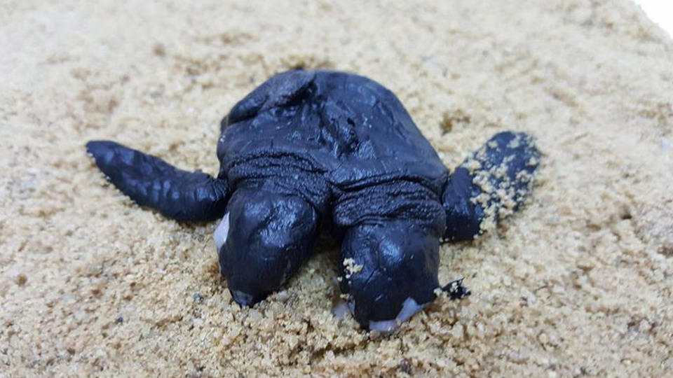 Kurtarmak için gelmişlerdi, yaklaştıklarında gerçek ortaya çıktı