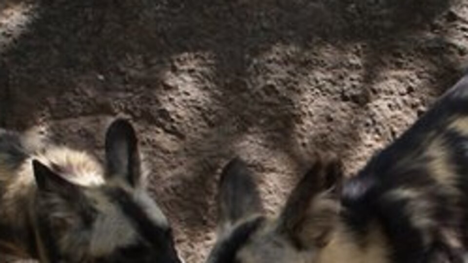 Oxford profesörünü Yunanistan'da sokak köpekleri yedi