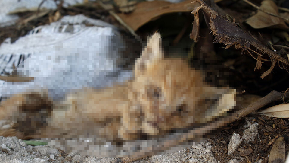 Caniler durmuyor! Aynı yerde iki haftada ikinci vahşet!
