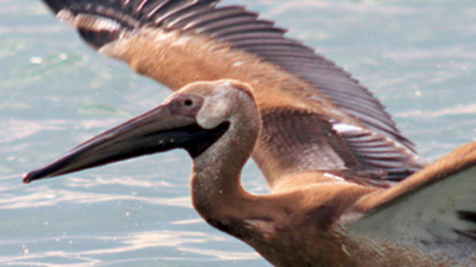 Gala Gölü'nün uzun gagalı misafirleri