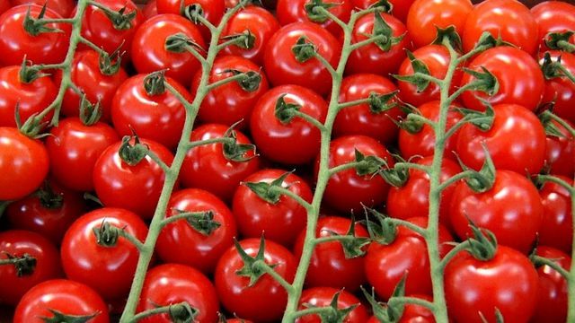 Rusya'dan domates açıklaması