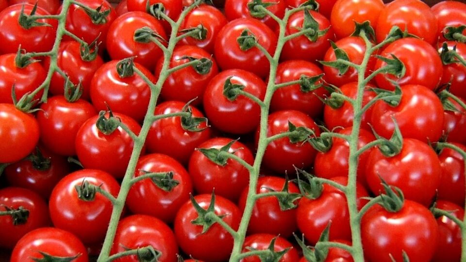 Rusya'dan domates açıklaması