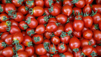 Domates yasağı ne zaman kalkacak?