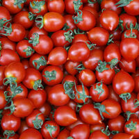 Domates yasağı ne zaman kalkacak?