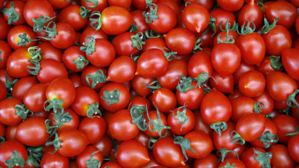 Domates yasağı ne zaman kalkacak?