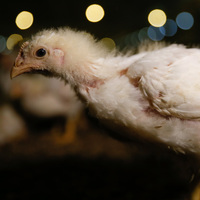 Japonya'ya "kanatlanacaklar"