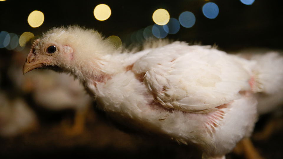 Japonya'ya "kanatlanacaklar"