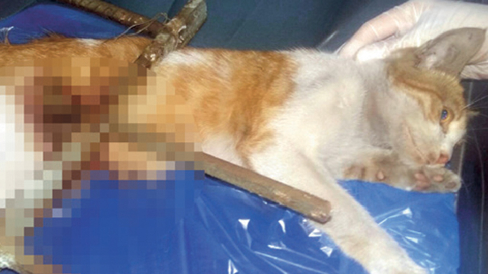 Saplanan demirden kurtuldu