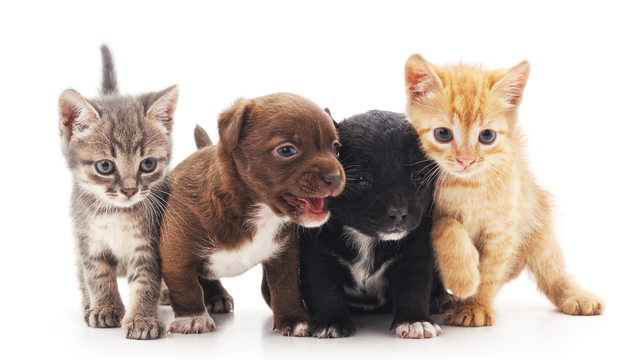 Hayvansever çift, yüzlerce yaralı köpeğe barınak açtı