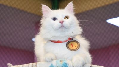Kedi güzellik yarışmasının birincisi oldu