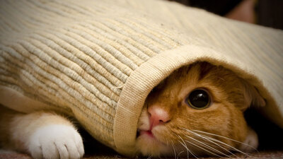 Hayvanlara zulüm yapan çocuklar ileride suça yatkın olur mu?